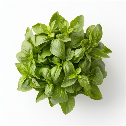 Basil