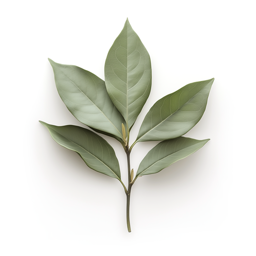 Bay leaves