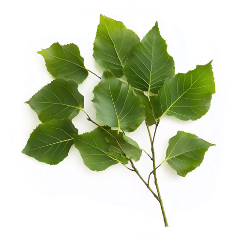 Birch leaves