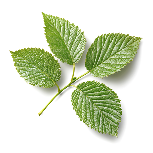 Blackberry leaves