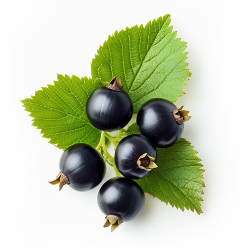 Blackcurrant leaves