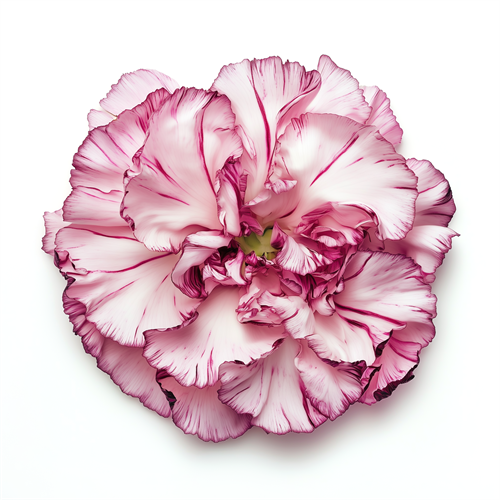 Carnation