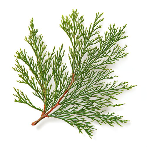 Cedar leaves