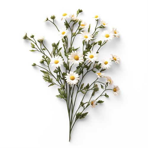 Chamomile