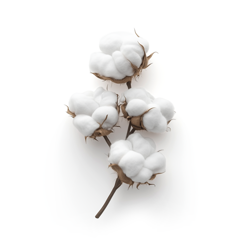 Cotton