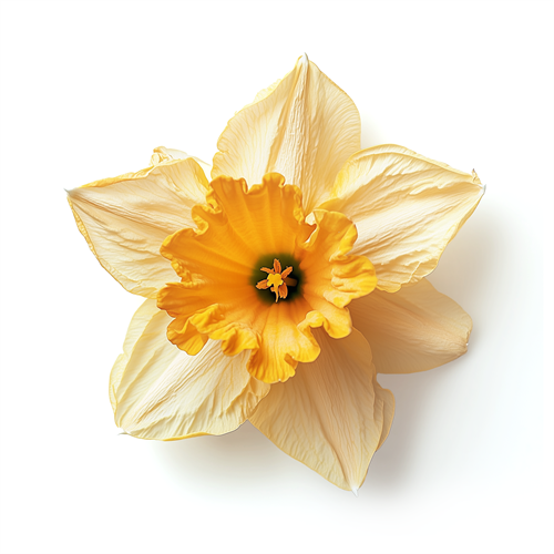Daffodil