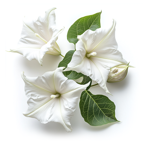 Datura