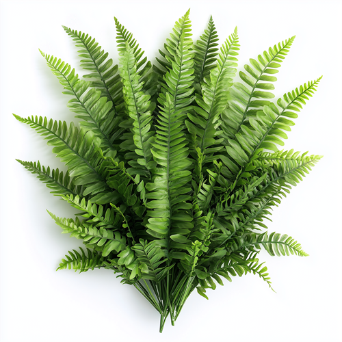 Fern