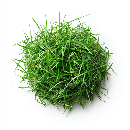 Grass