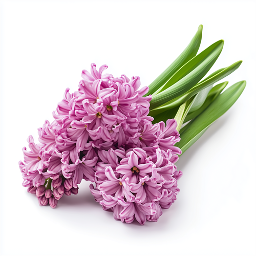 Hyacinth