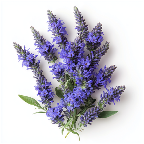 Hyssop