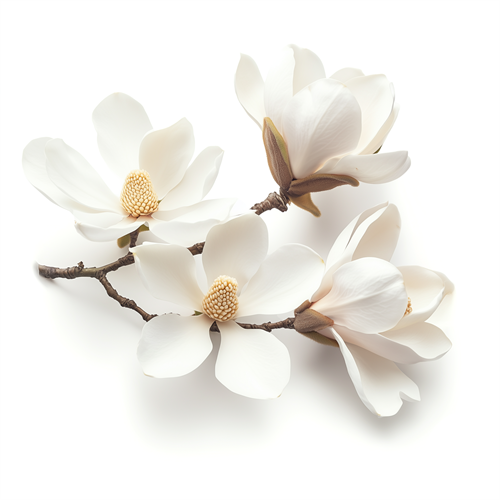 Magnolia