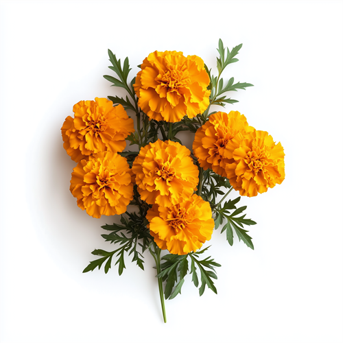 Marigold (Tagete)