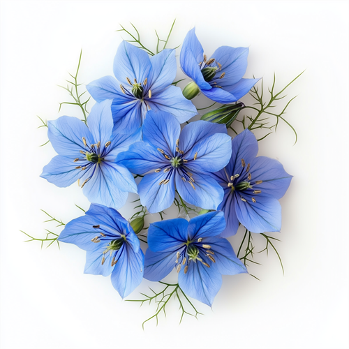 Nigella 