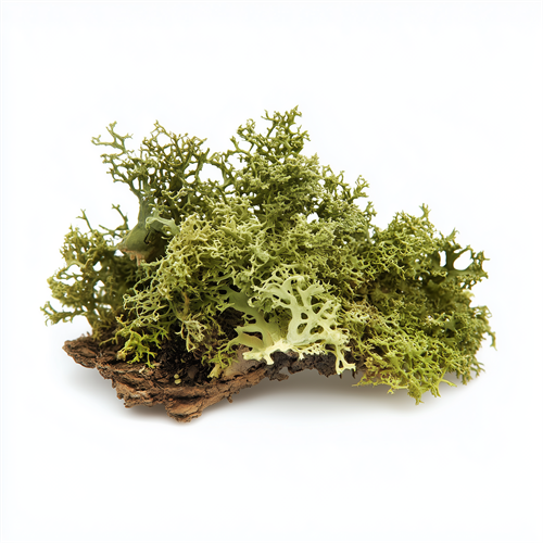 Oakmoss