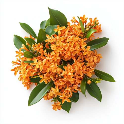 Osmanthus
