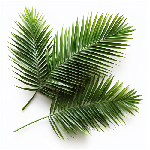 Palm leaves