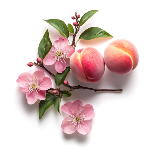 Peach blossom
