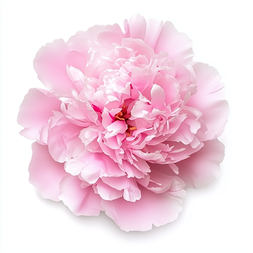 Peony