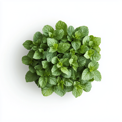 Peppermint