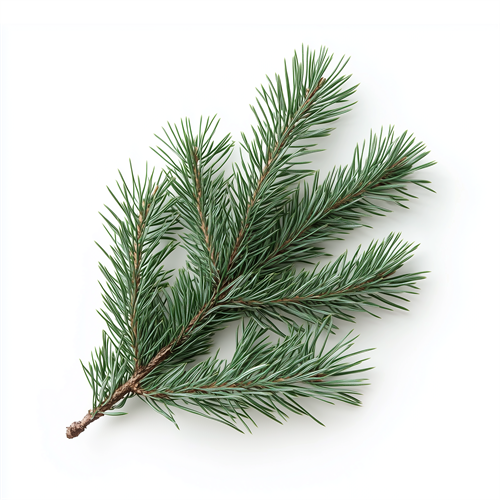 Pine