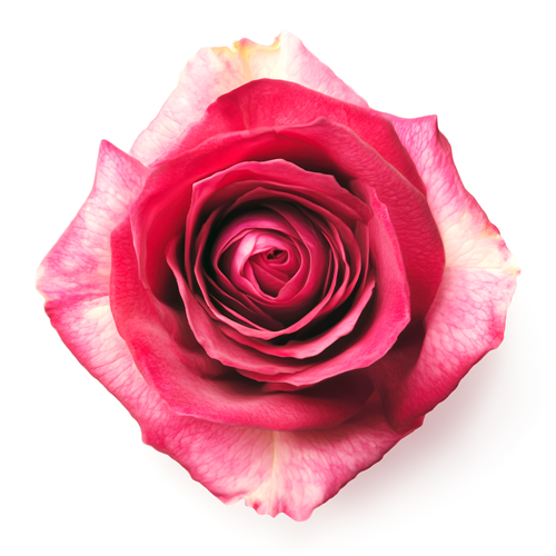 Rose (Taif / Saudi Arabian)