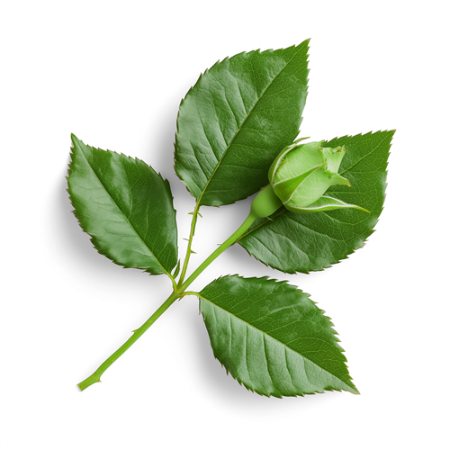 Rose leaves