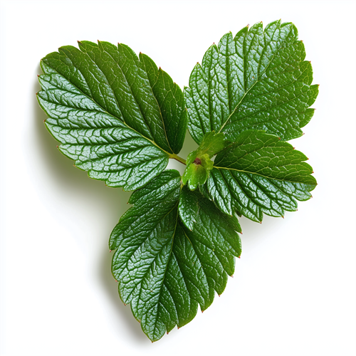 Strawberry leaves