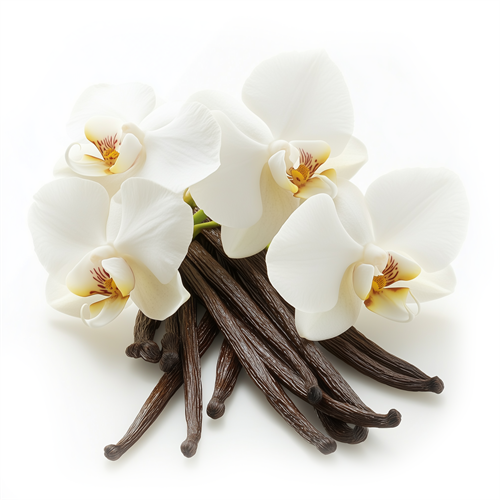 Vanilla orchid