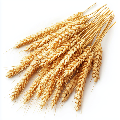 Wheat