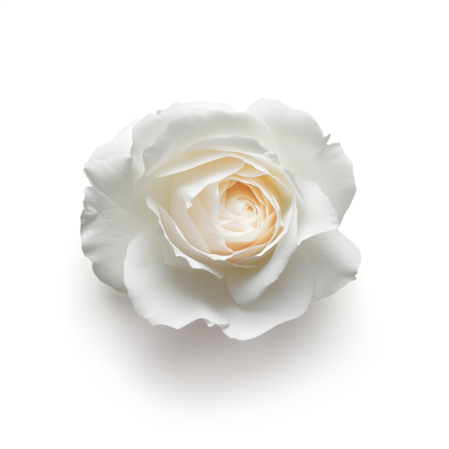 White rose